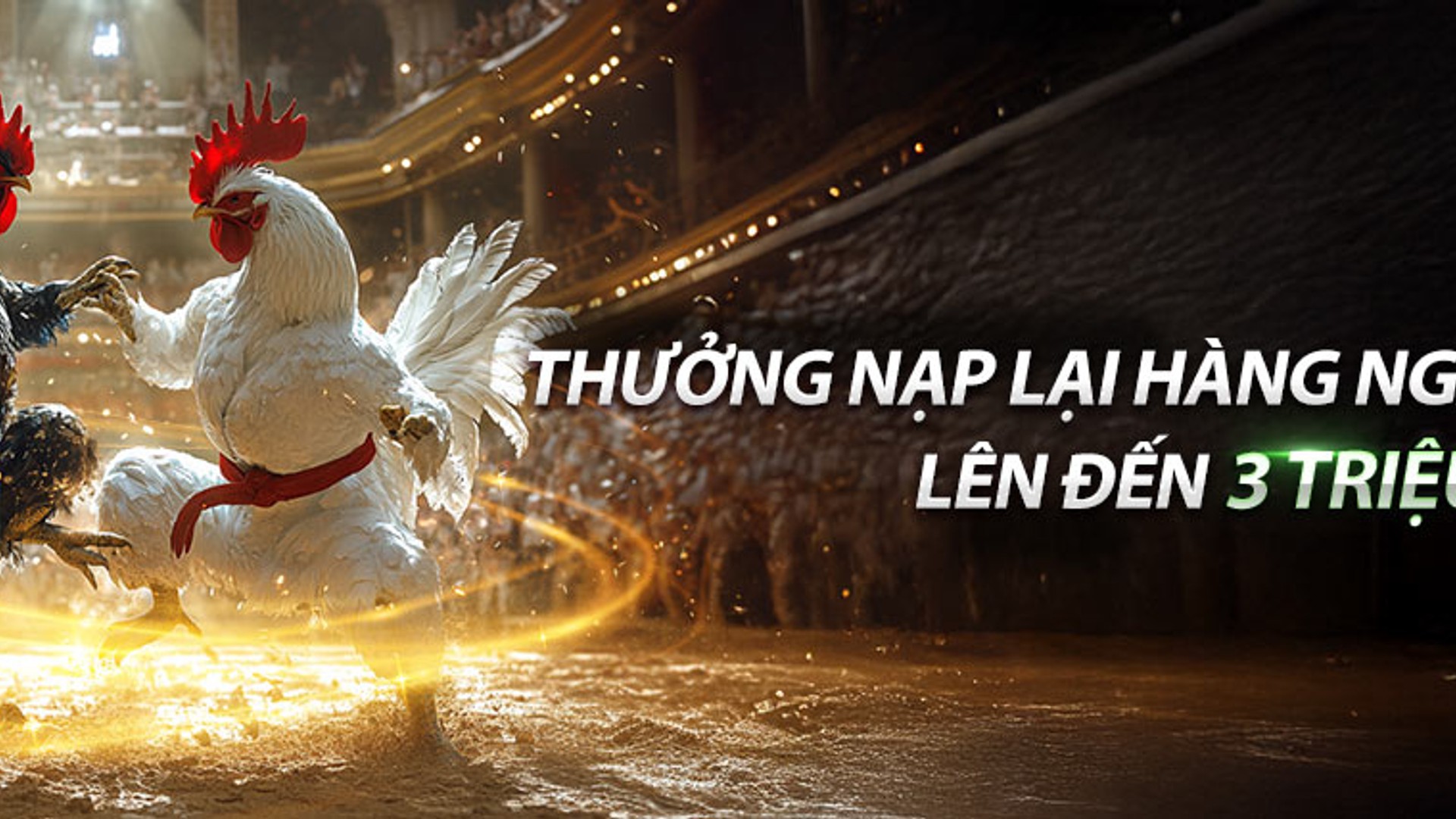 Gà chọi dũng mãnh trong trận đấu tại Jun8