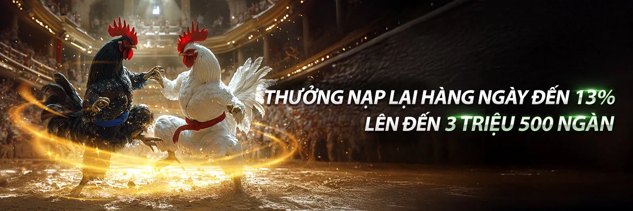 Hình ảnh hùng dũng của một chú gà chọi trong đấu trường