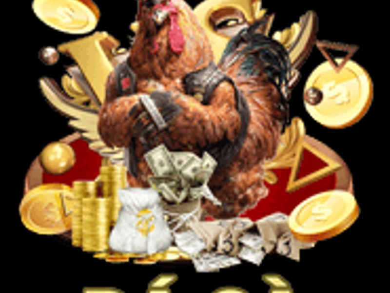 Đá gà cựa sắt đầy máu lửa